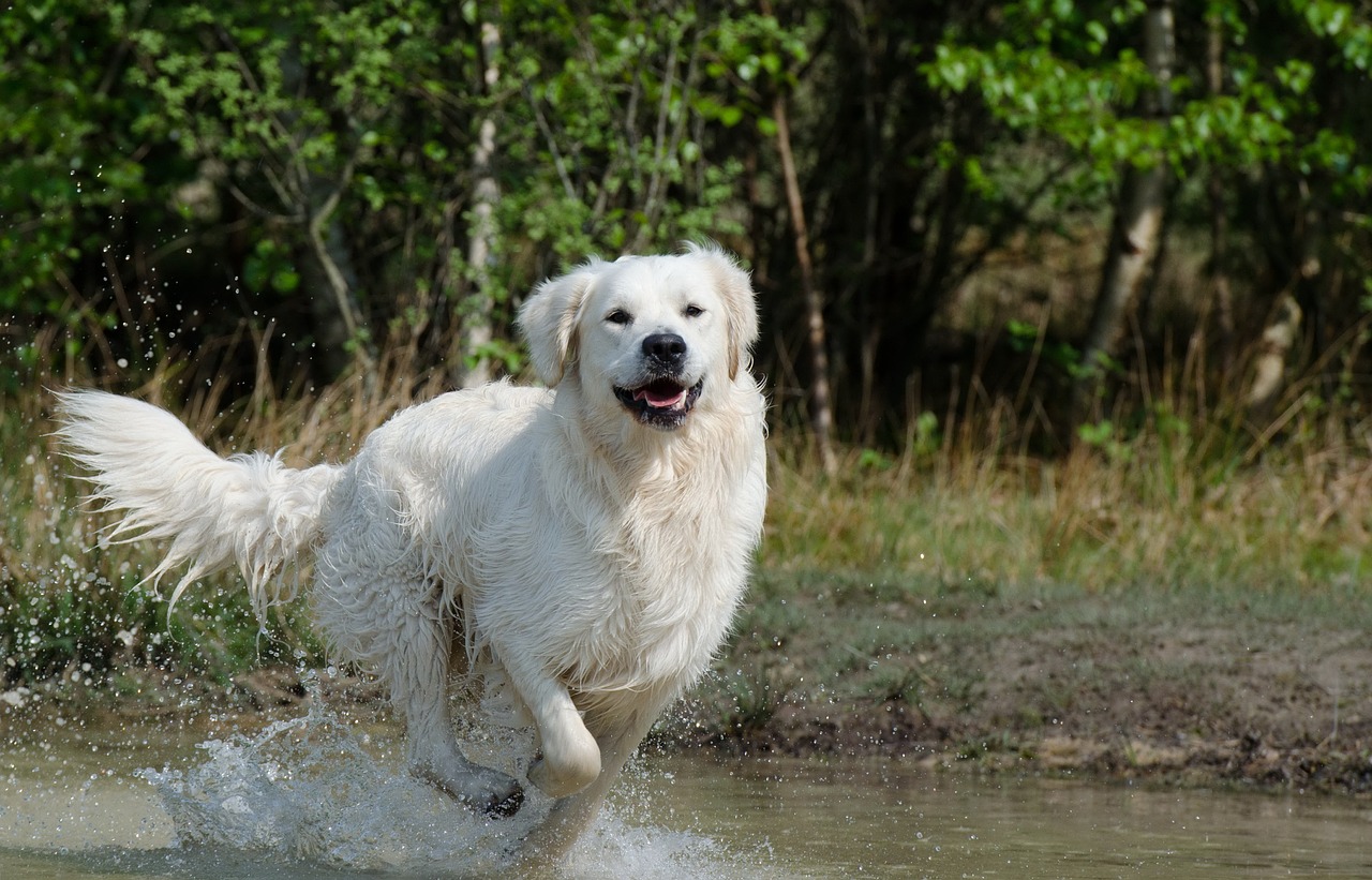 Hond in het water