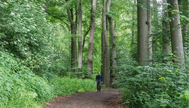 Het parkbos op Landgoed Windesheim