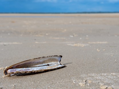 Kerstdecoratie maken van je strandjutvondsten