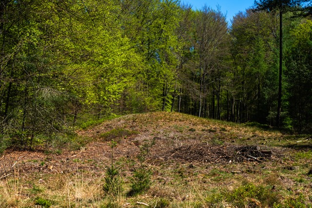 Een grafheuvel tussen de bomen.