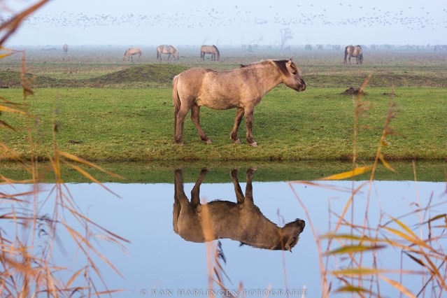 grote grazers konikpaarden