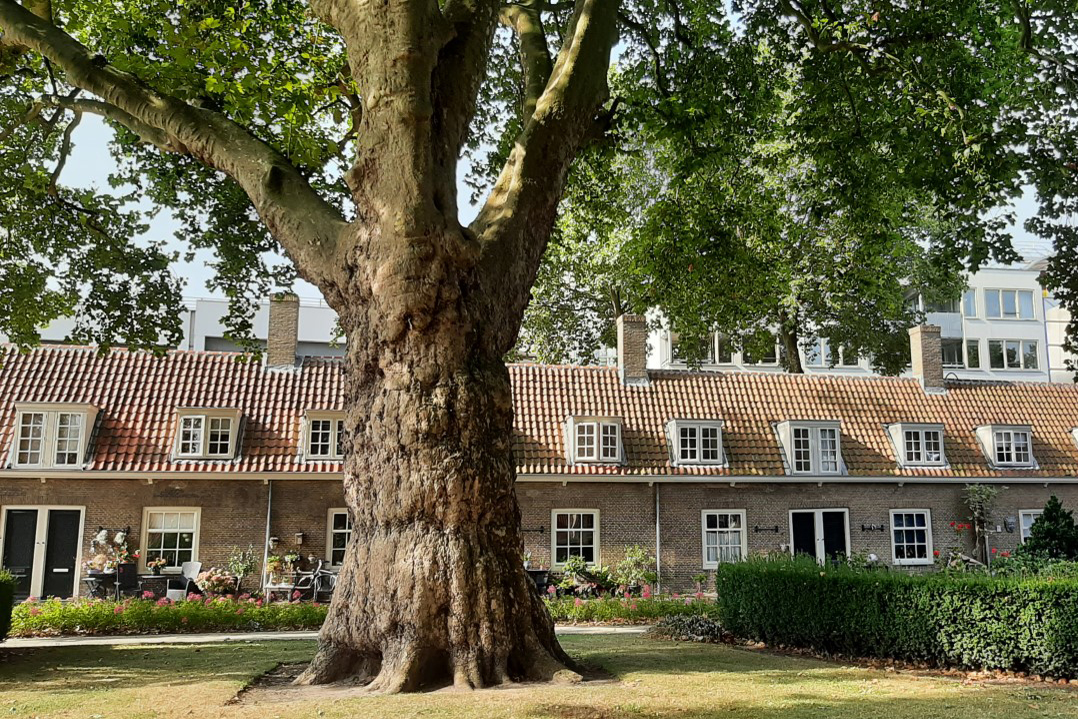 afbeelding van de binnentuin Arend Maartenszhof.