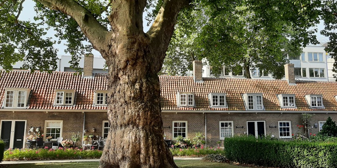 afbeelding van de binnentuin Arend Maartenszhof.