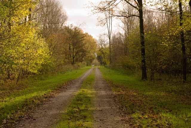 Het Horsterwold in de herfst 