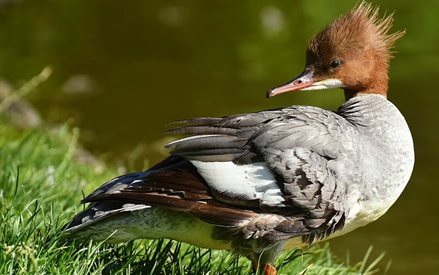 Grote zaagbek