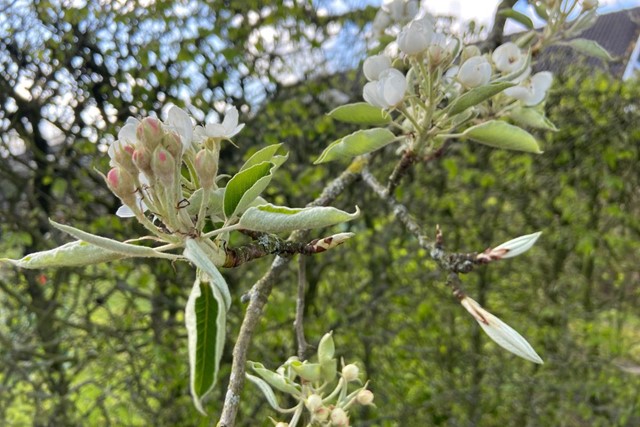 Bloesemwandelingen Om Bij Weg Te Dromen Klompenpad Teisterbantpad