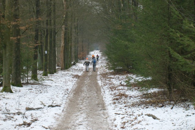 Winterwandeltochten; bos bij Apeldoorn