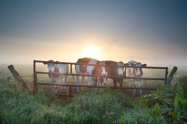 koeien achter een hek op een weiland in de ochtendzon