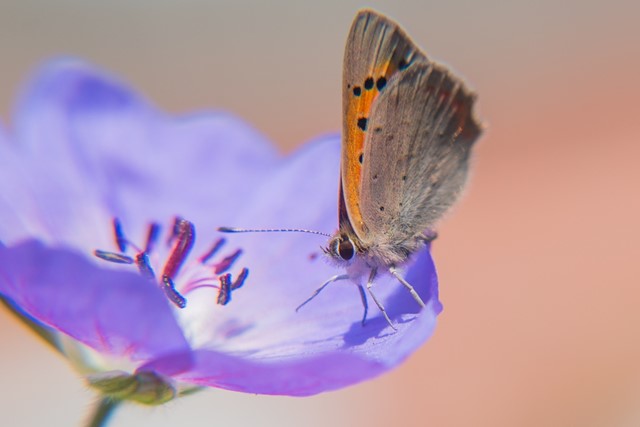 De bruine vuurvlinder