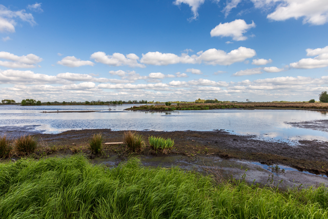 Wandelroute NP De Alde Feanen It Wikelslân Vogelkijkhutten En Uitzichtpunten