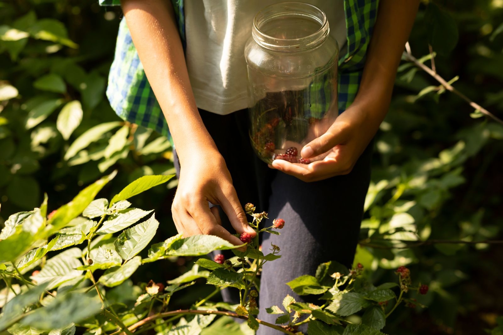 Iemand pluk bramen in de natuur.