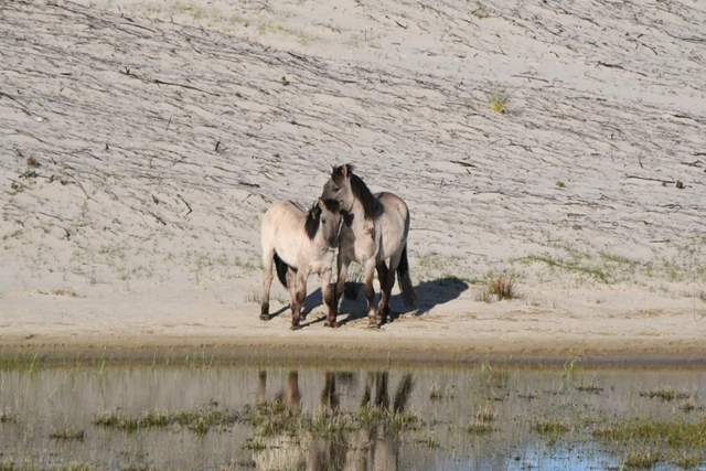 Boswachterspad Zeeland Meeuwenduinen Wilde Dieren