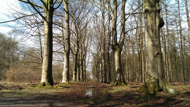 Bos bij Beetsterzwaag