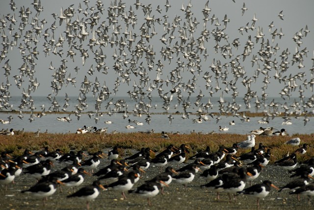 Heel veel vogels bij de Vogelboulevard op Texel.