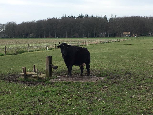 Stier in het midden van een weiland