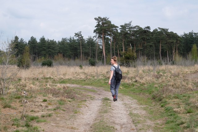 vrouw wandelt op wandelpad door heide met een bos op de achtergrond.