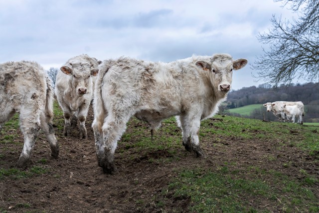 Runderen in Suisse Normande.