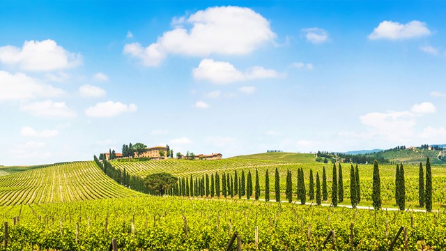 Wijngaarden Italië