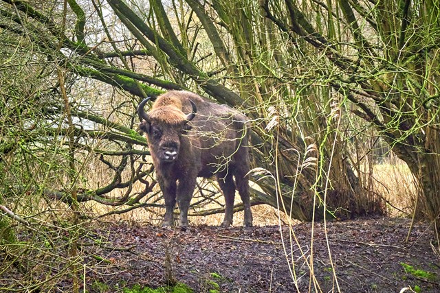 Wandelroute Big Five Natuurpark Lelystad