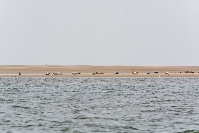 afbeelding van zeehonden in Renesse