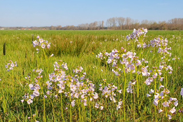 Landgoedwandelingen Koninklijk Wandelen In De Landgoederenzone Van Wassenaar: Pinksterbloemen landgoed