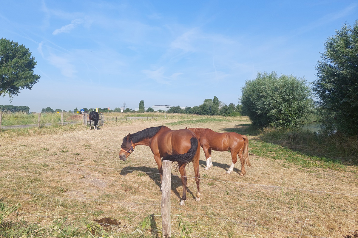 paarden in de wei langs het Mallebos.