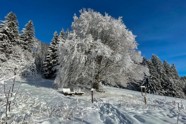 Winterwandelreis Duitsland Zwarte Woud 3 Hoogtepunten Van De Reis
