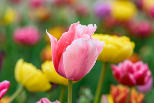 foto van een roze tulp op een tulpenveld.