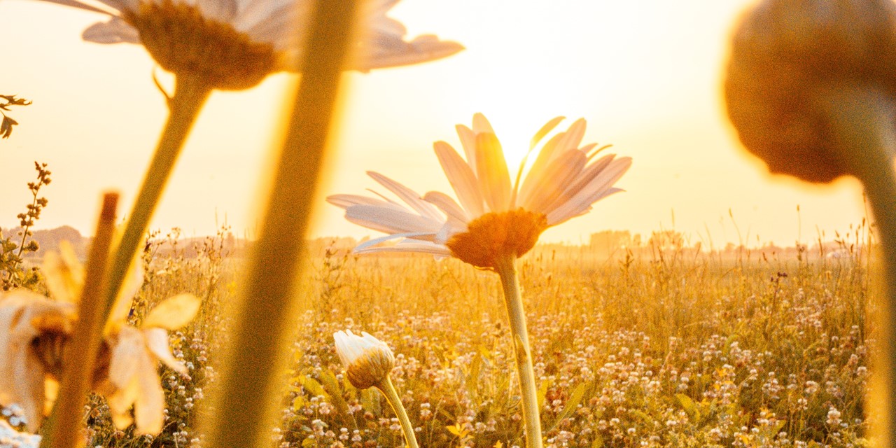 Zonsondergang met madeliefjes