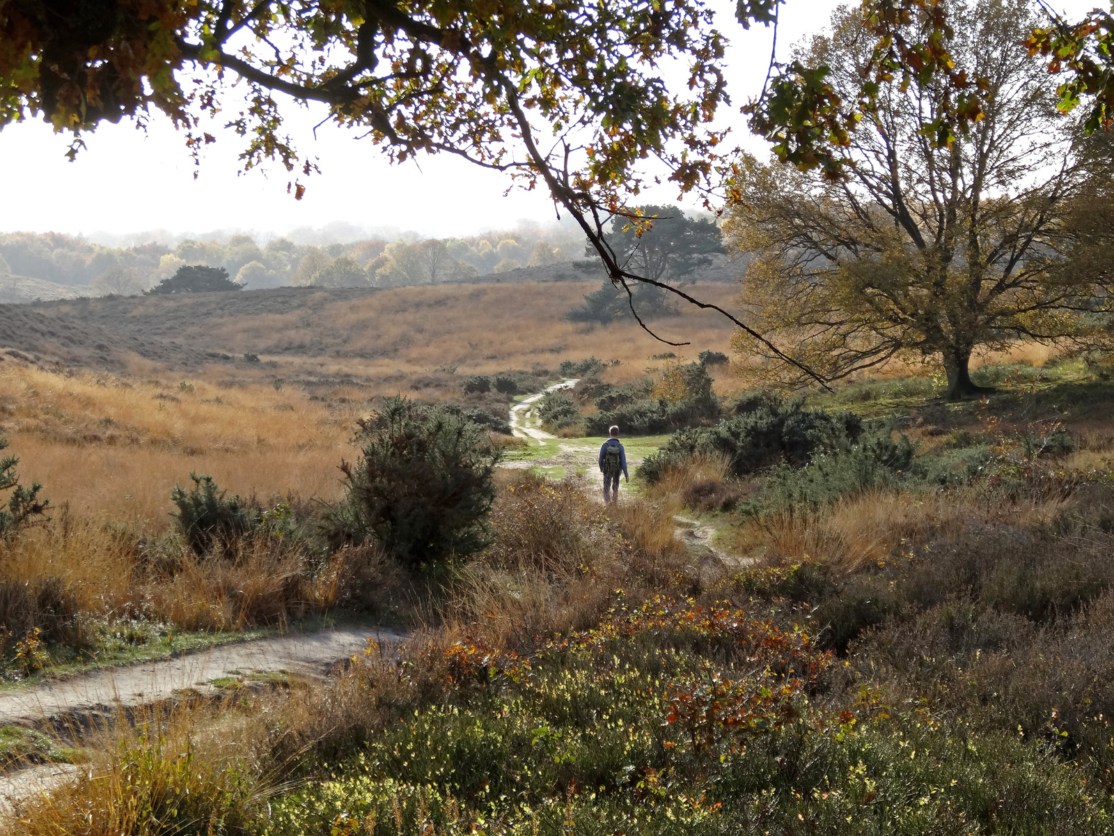 mooiste Trage Tochten in Nederland: Posbank