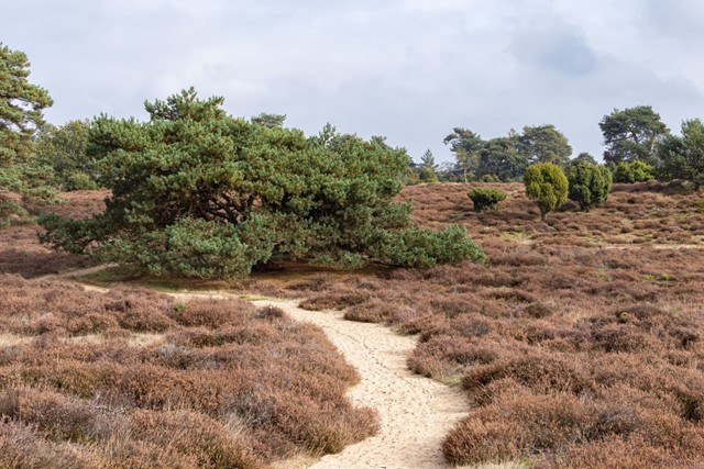 Wandelroute Drouwenerzand Eindje Om Het Drouwenerzand