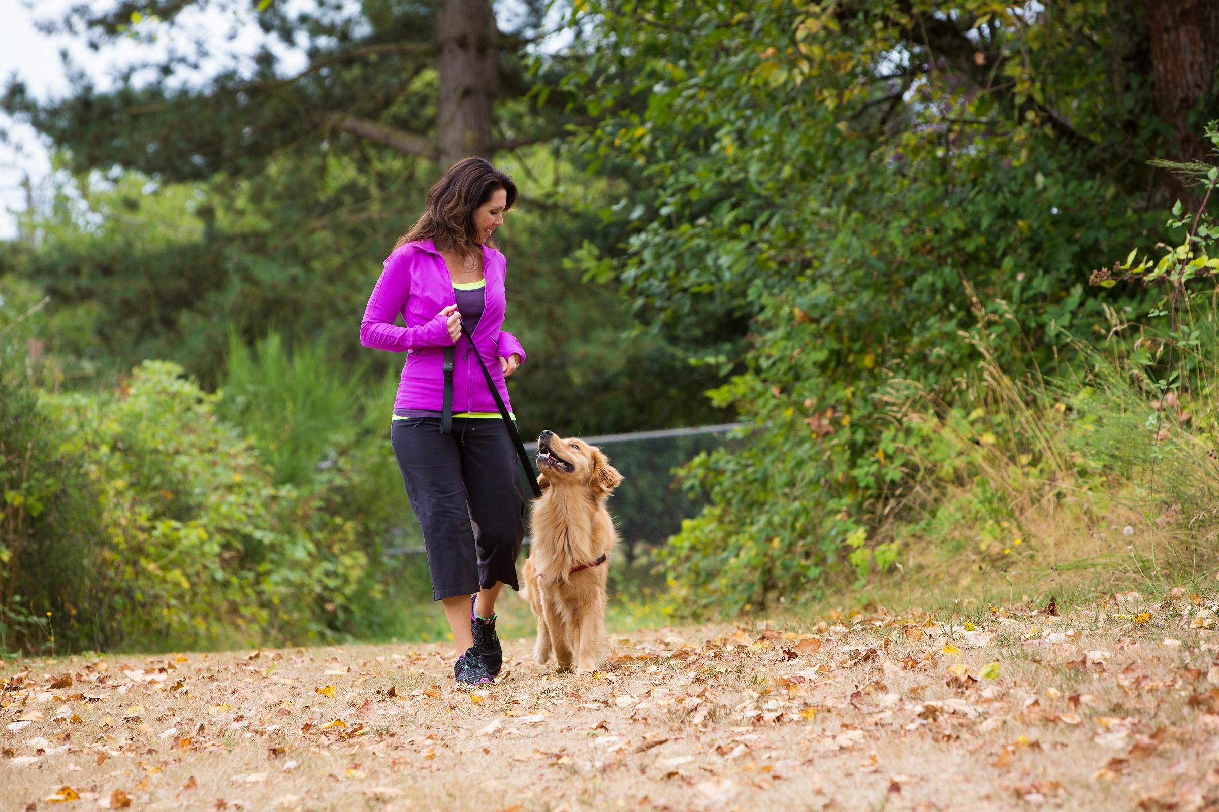 Stimulans Analytisch Afwijking De beste riemen en tuigen om te wandelen met je hond - Wandel