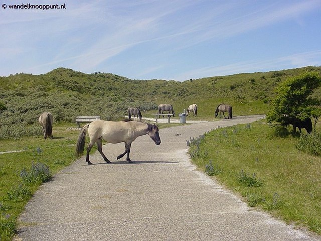 Loslopende paarden door de duinen