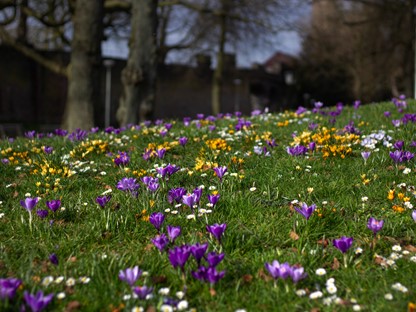 Hanne's Wandelwereld: vroege bloeiers