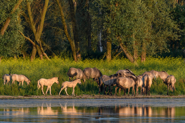 Boswachterspad Flevoland Roerdomp Uitzicht Vanaf De Roerdomp