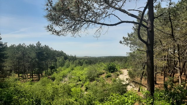 Uitzicht over de duinen, foto: Saskia van den Brand