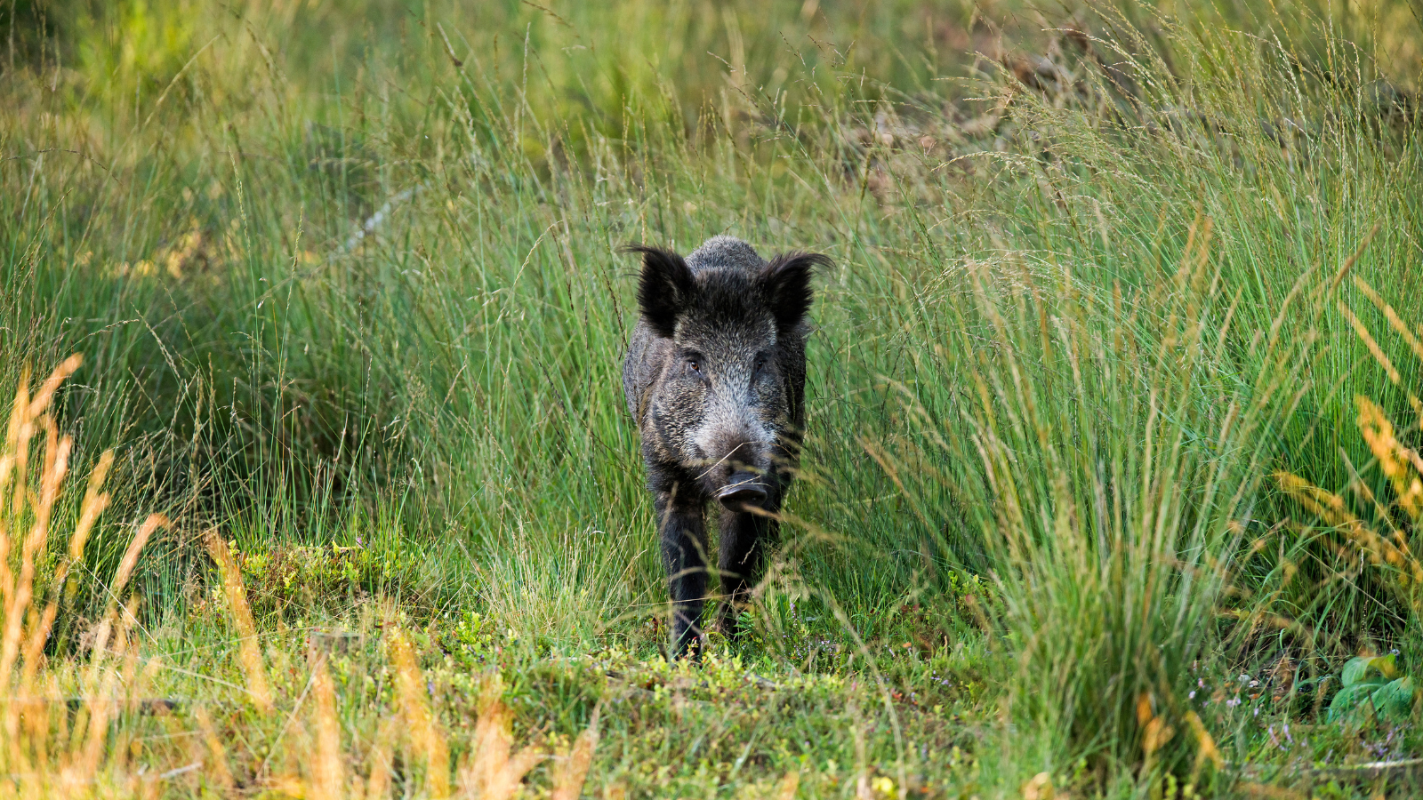 Wandelroute Veluwe Deelerwoud