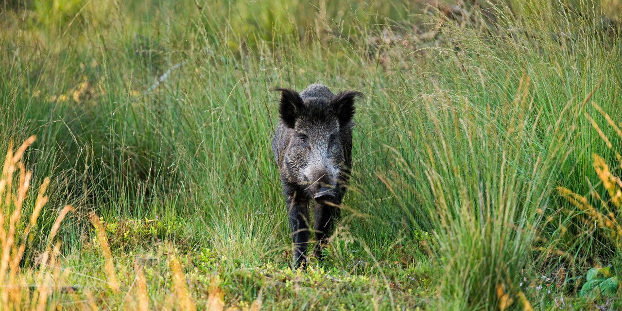 Wandelroute Veluwe Deelerwoud