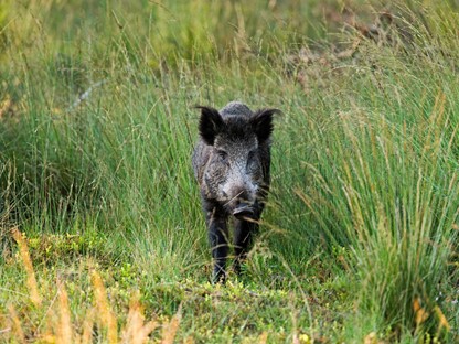 Wandelroute Veluwe Deelerwoud