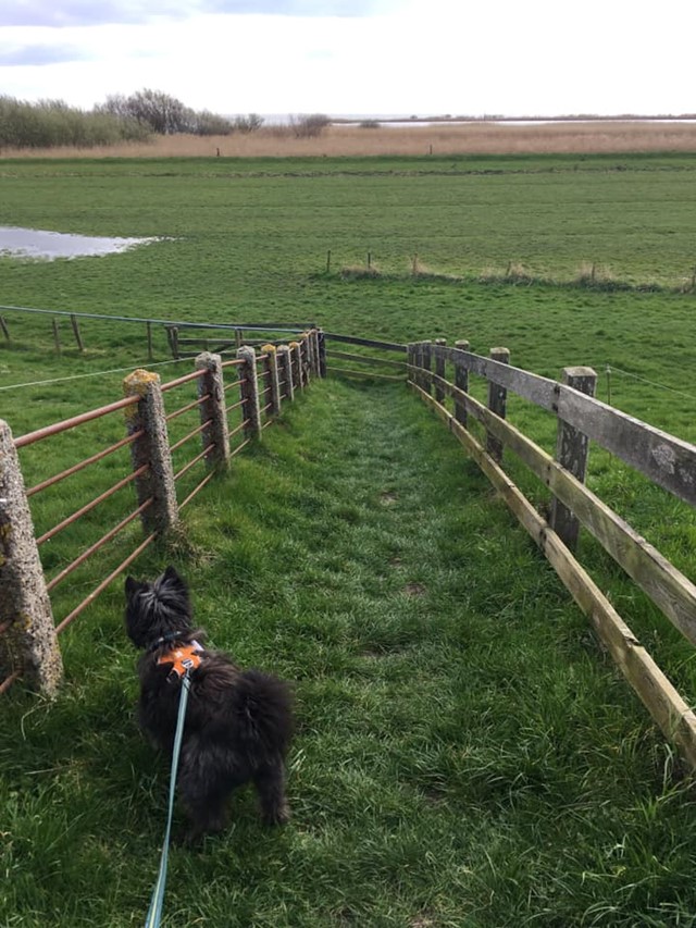 Marleen Veenstra en Nori (haar hond) bij een weiland
