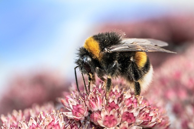 Afbeelding 1 | Wandelen in minder bekende natuurgebieden: Oost-Nederland