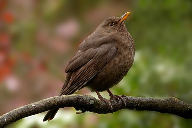 Een merel (vrouwtje) 