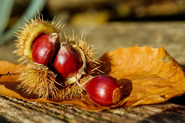 kastanjes rapen herfst