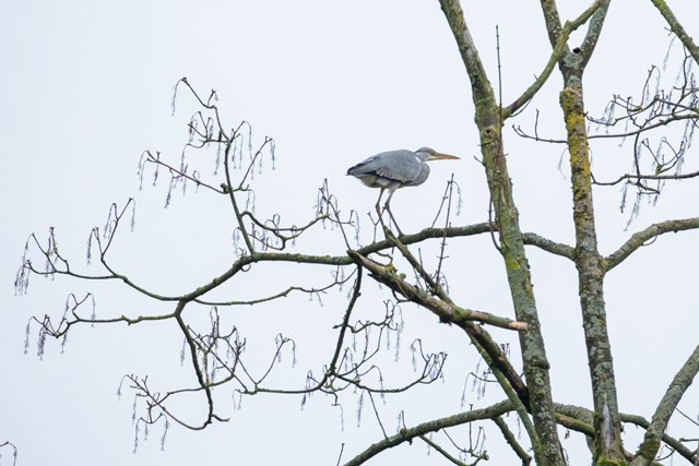 Wandelen In De Ijstijd 10.000 Jaar Strijd Tegen Het Water In Schokland: Reiger boom