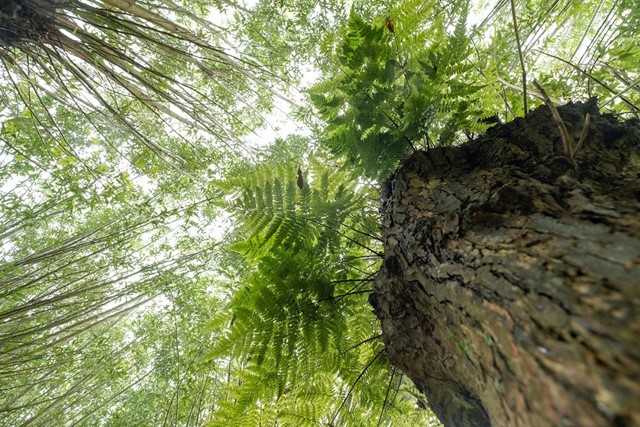 afbeelding van varens in bomen.