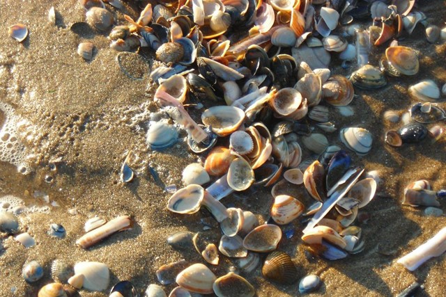 schelpen of het strand.