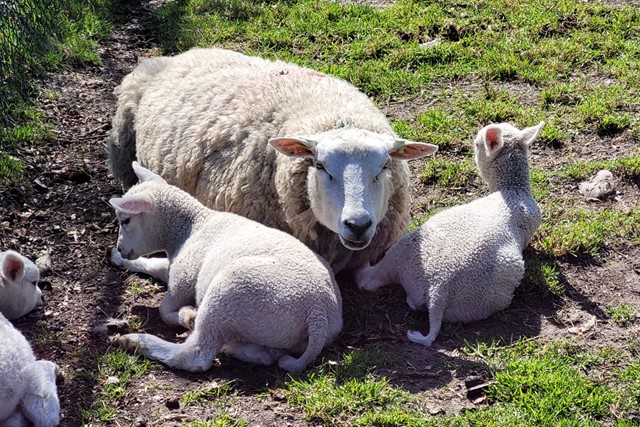 afbeelding van schapen en lammetjes, liggend in de weide.