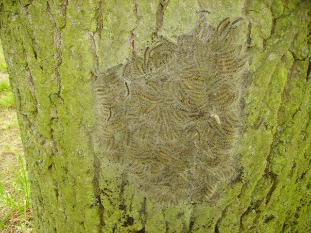 Nest met eikenprocessierupsen