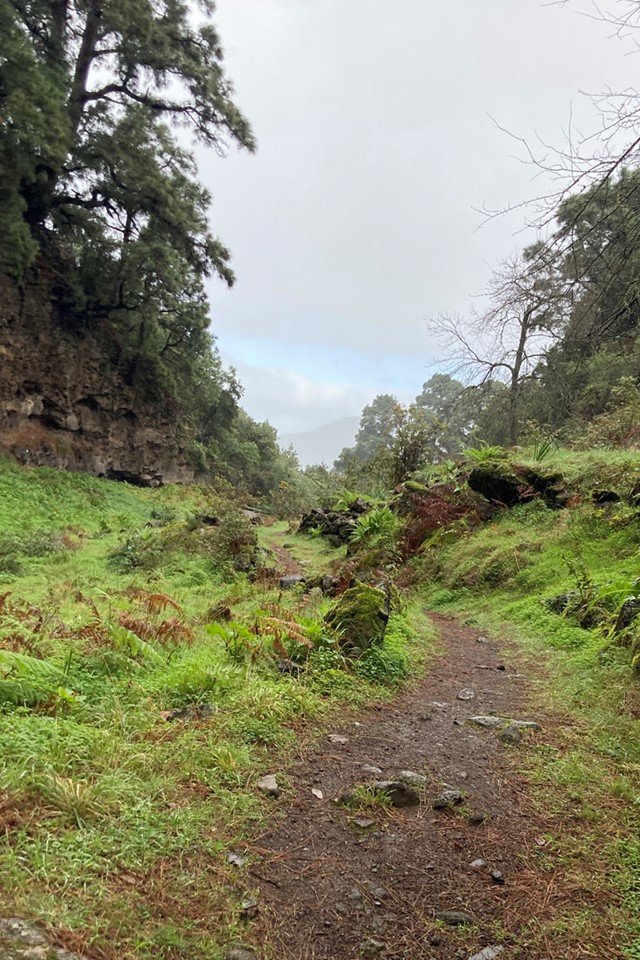 afbeelding van een groen pad in de bergen op Tenerife.