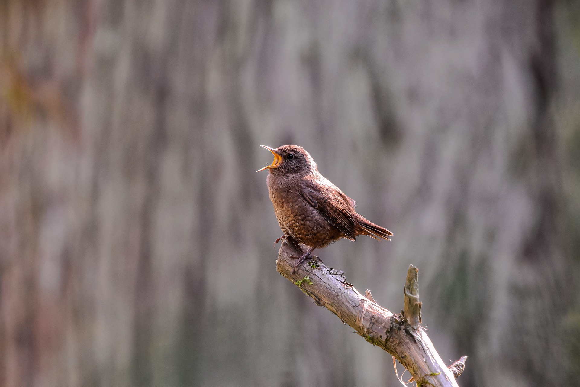 Transplanteren Derde bioscoop Vogelgeluiden herkennen tijdens je boswandeling - Wandel